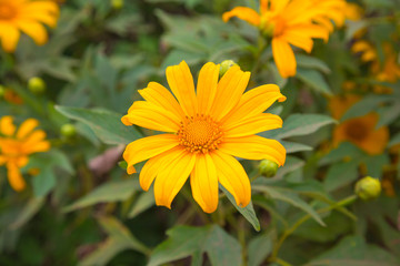 Mexican Sunflower from Chiang Mai Thailand