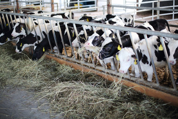 Many cute small calves eat fresh hay in long stall in large farm © Pavel Losevsky