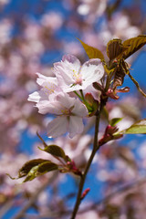 Cherry blossom