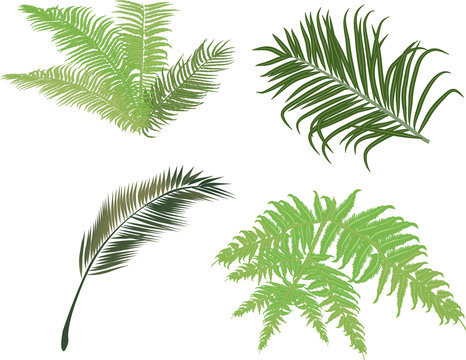 green fern and palm leaves isolated on white
