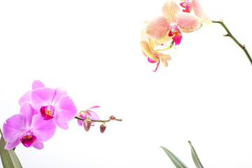 Naklejka premium orchid, isolated on white