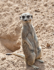 Fototapeta premium Meerkat on Guard Duty