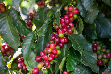 Unripe Coffee beans  on tree