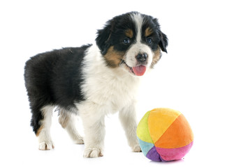 puppy australian shepherd