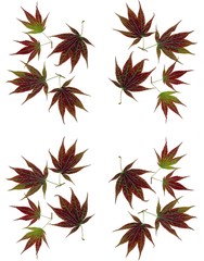 leaves of japanese maple tree as background