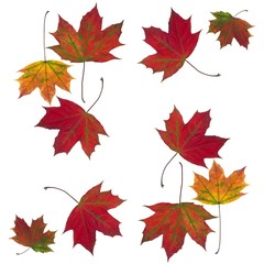 leaves as maple tree as background