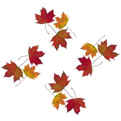 multicolor leaves of maple tree as background
