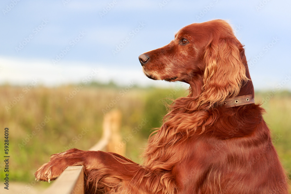 Wall mural red irish setter dog