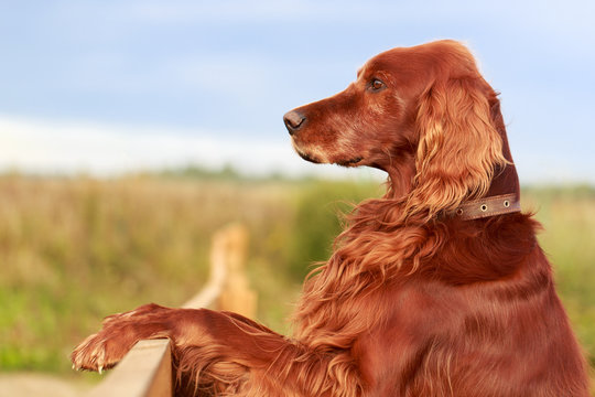 Red irish setter dog - Powered by Adobe