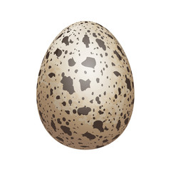 Quail egg isolated