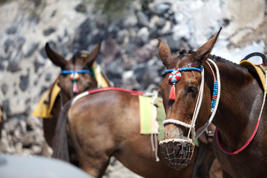 Santorini donkey