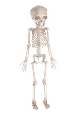 realistic 3d render of fetus skeleton