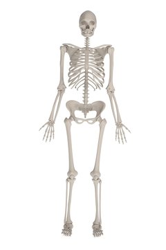realistic 3d render of female skeleton