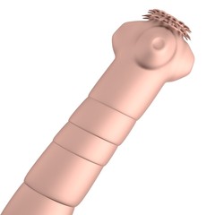 realistic 3d render of tapeworm