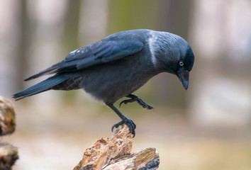 Jackdaw