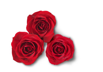 red roses