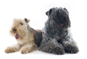 kerry blue terrier and lakeland terrier
