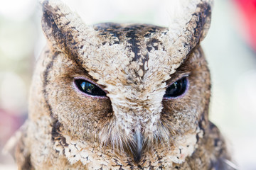 close up of an owl