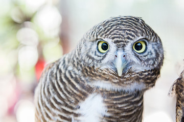 close up of an owl
