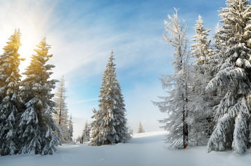 Winter forest in mountains