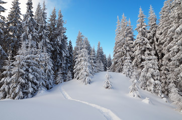 Naklejka premium Winter landscape with a forest path