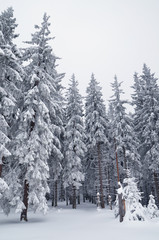 Cloudy day in the forest