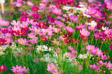 Obraz na płótnie Canvas Beautiful Cosmos flower field