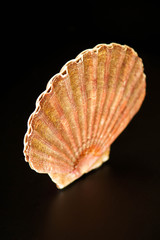 Seashell over black background with reflection, selective focus