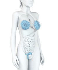 Geschlechtsorgane einer Frau, Illustration