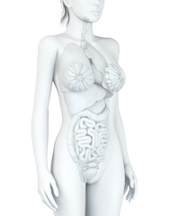 Organe einer Frau, in Wei&szlig;, Illustration