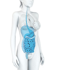 Verdauungssystem einer Frau, Illustration