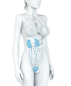 Harnsystem einer Frau, Illustration