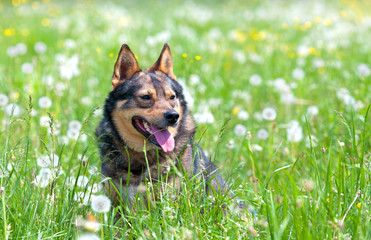 Dog sitting in dandelion field