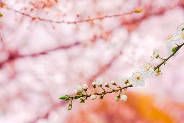 Branch With White Cherry Blossoms