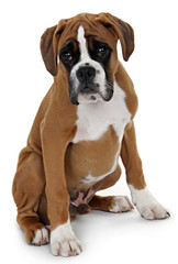 Obraz premium red dog breed boxer shot in the Studio on a white background.