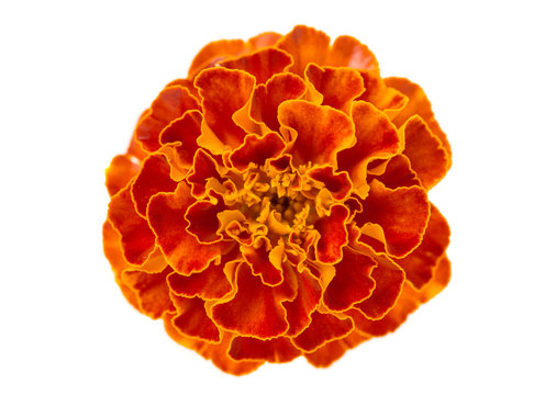 marigolds isolated