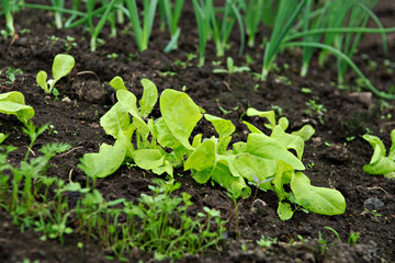 Bio vegetable garden (lettuce, onion)