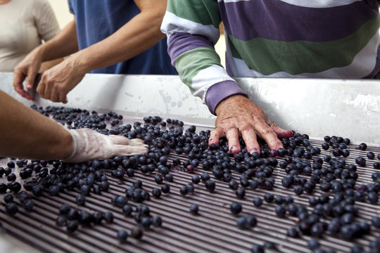 Tri du raisin apr&egrave;s la vendange 