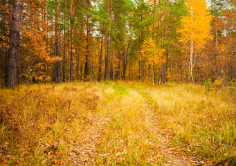 Fototapeta premium Colorful autumn trees in forest