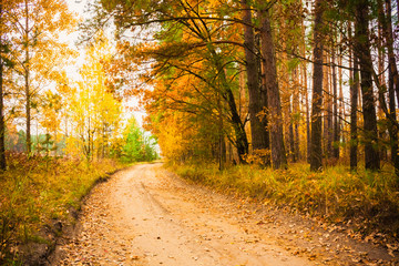 Colorful autumn trees in forest