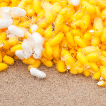 cocoon silkworm