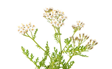 Achillea millefolium flower