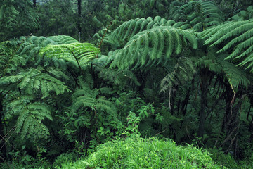 Beautiful Rainforest © Yakov