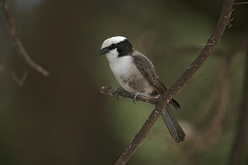 Fototapeta premium White-crowned shrike, Eurocephalus ruppelli