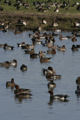Wigeon, Anas penelope