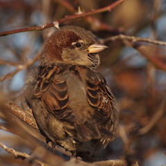 House Sparrow on branch, Passer domesticus