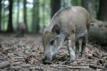 Wild boar, Sus scrofa