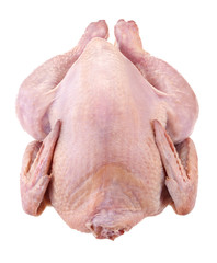 fresh domestic chicken isolated on white background