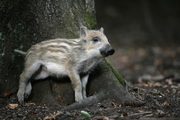 Wild boar, Sus scrofa