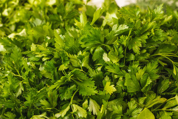 Fresh parsley bunch